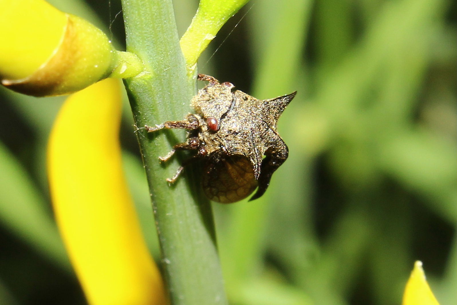 Centrotus cornutus